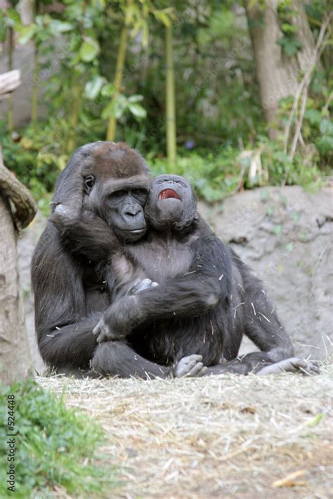 crying baby gorilla Stock Photo | Adobe Stock