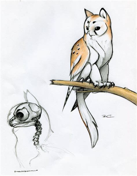 Owl Griffin skull anatomy by RobtheDoodler on deviantART | Creature ...