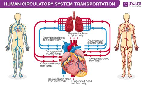 Human Circulatory System - Organs, Diagram and Its Functions