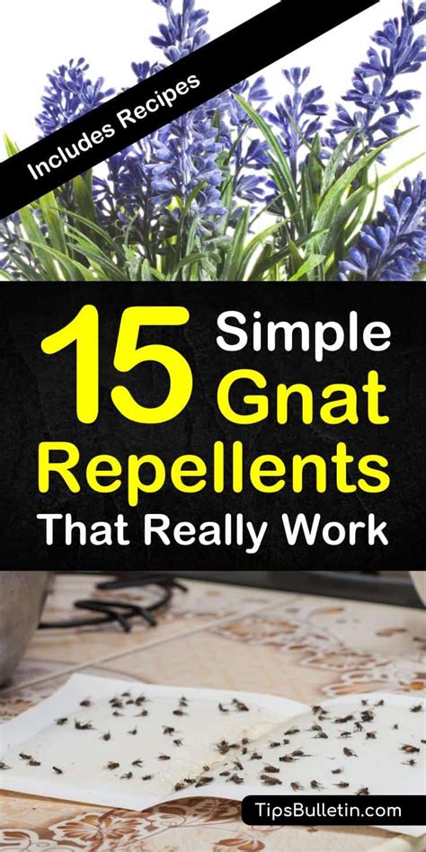 15 Simple Gnat Repellents that Really Work