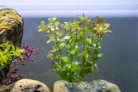 Bacopa Caroliniana Red Aquarium Plant — Buce Plant