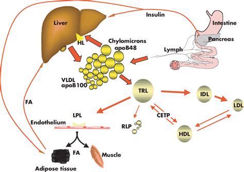 Lipid metabolism in vivo. Dietary fatty acids (FA) are absorbed from ...