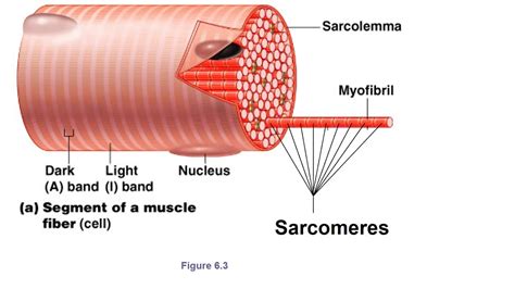 Skeletal Muscle Cell Structure