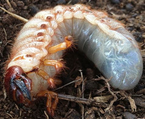 Rhinoceros Beetle Larvae