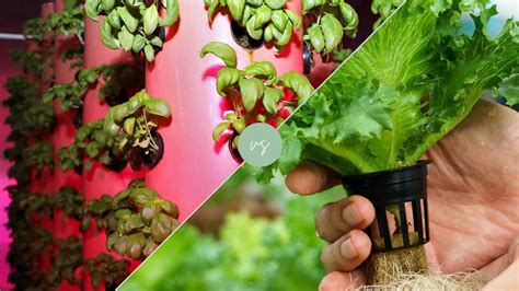 14 Factors To Help You Choose Between Aeroponics vs Hydroponics