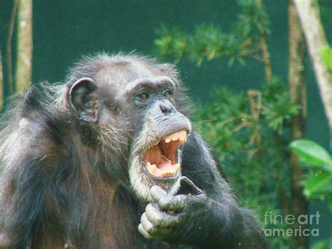 Laughing Chimp Photograph by Steve Lawrenz - Pixels