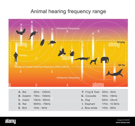 Hearing range describes the range of frequencies Stock Photo - Alamy