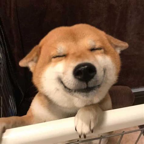 15 Pictures Only Shiba Inu Owners Will Think Are Funny | The Dogman