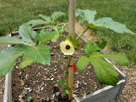 Growing Okra in Containers » Top Tips for Success