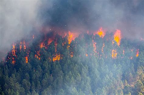 Gangguan Pernapasan yang Disebabkan Asap Kebakaran Hutan