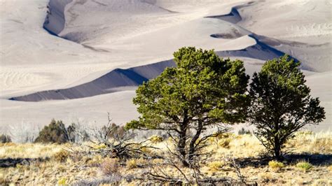 Best Hikes at Beautiful Great Sand Dunes National Park - Pine Coast Hiking