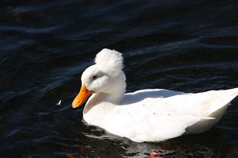 Afro Duck | Mike | Flickr