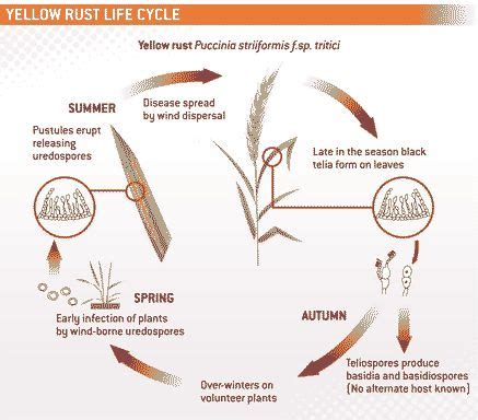 yellow-rust-life-cycle | Basidiomycota-Urediniomycetes-Puccinia | Pinterest