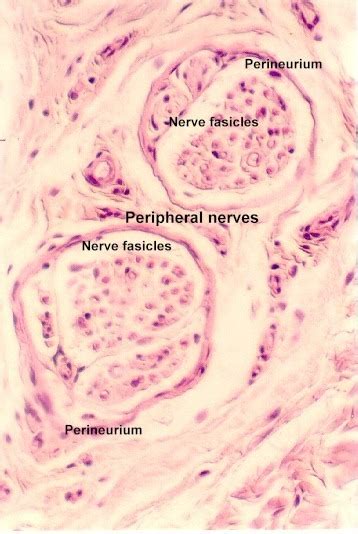 Peripheral Nerve Histology Labeled