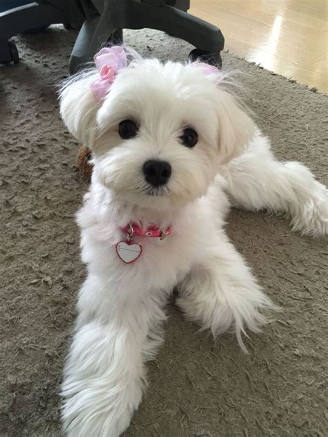 Beautiful Maltese. | Maltese dogs, Dog haircuts, Maltese puppy