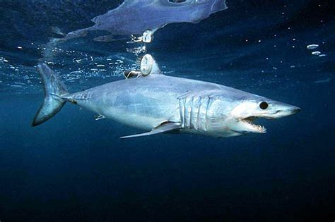 Fossilguy.com: Mako (Isurus) Shark Facts and Information - Including ...