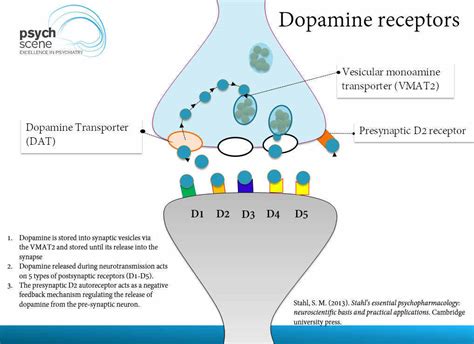 The Dopamine Hypothesis of Schizophrenia - Advances in Neurobiology