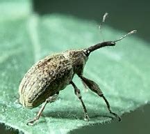 Boll Weevil: pictures, information, classification and more