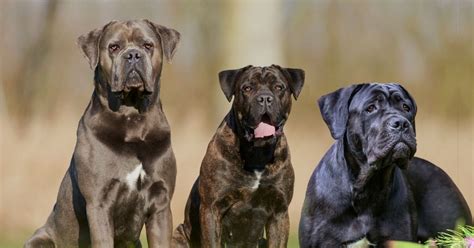 Cane Corso Colors: All 12 Common & Rare Colors | Puplore