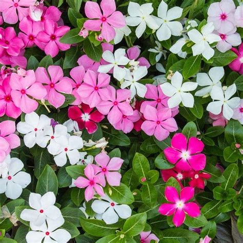 Madagascar Periwinkle Seeds for Planting - Mixed Color Flowers ...