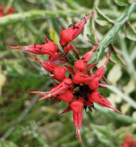 Variegated Red Bird Cactus, Jacobs Ladder, Red Slippers Spurge, Devil's ...