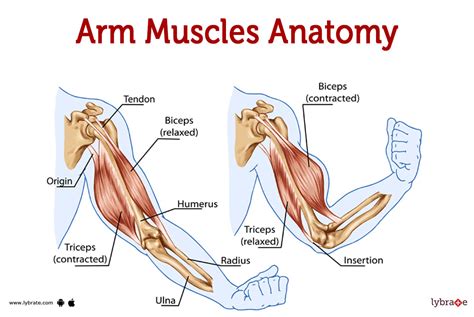 Arm Muscles (Human Anatomy): Image, Functions, Diseases and Treatments