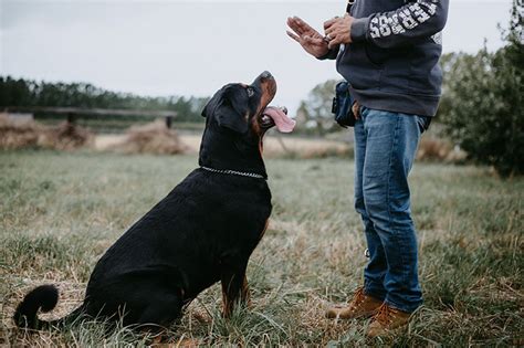 Dog Training Methods and 5 Basic Commands for Your Pup