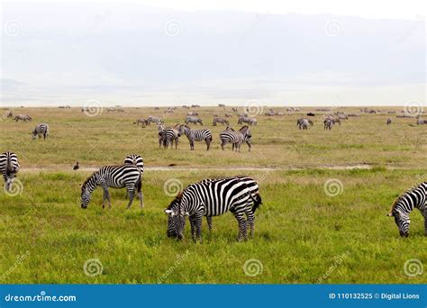 African Zebra Herd stock image. Image of africa, nature - 110132525