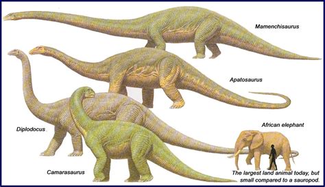 Sauropod Size Comparison