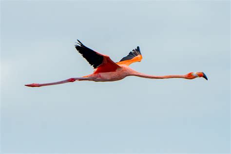 Let’s flamingle: A hurricane party guest – Florida Museum Blog