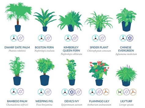 NASA Has Compiled a List of the Best Air-Cleaning Plants for Your Home