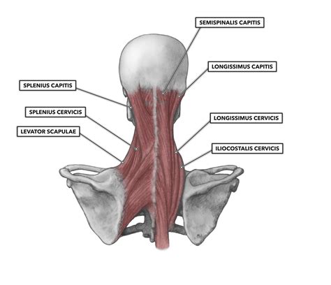 Cervical Paravertebral Muscles