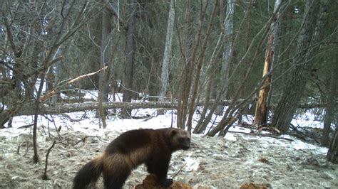 State signals intent to sue over federal wolverine protections