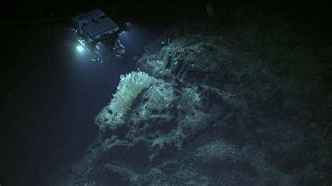 Discovering Deep Sea Corals of the Phoenix Islands - Schmidt Ocean ...