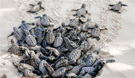 Sea Turtle Hatching at Kagi Maldives Spa Island - Island Times Magazine