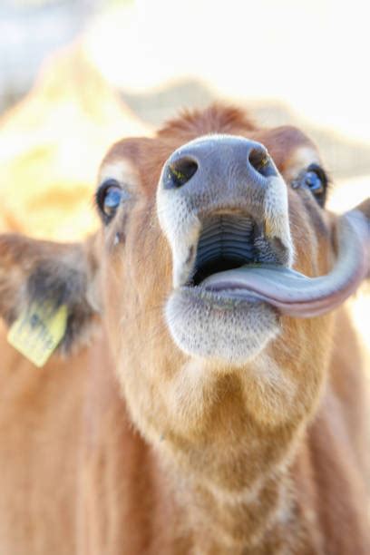 Best Cow Teeth Stock Photos, Pictures & Royalty-Free Images - iStock