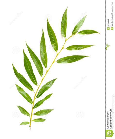 Weeping Willow Leaf Illustration