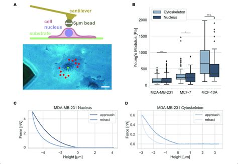 | Cell stiffness measurement of MDA-MB-231 and MCF-7 breast cancer ...