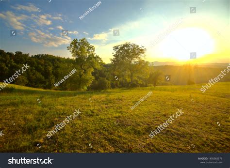 Open Space On Hill Slope Trees Stock Photo 1805365573 | Shutterstock