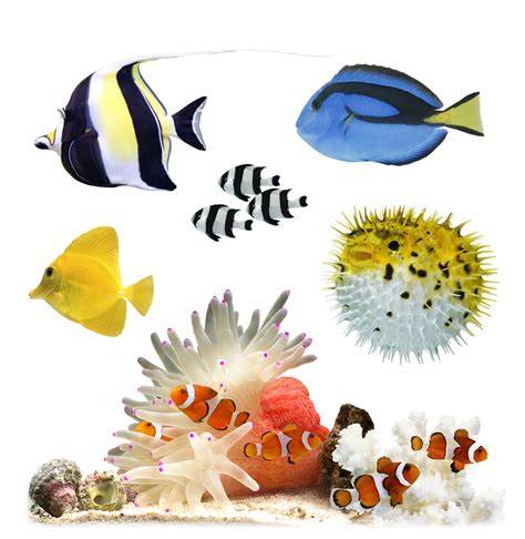 Ten facts about coral reef fish | DK Find Out!