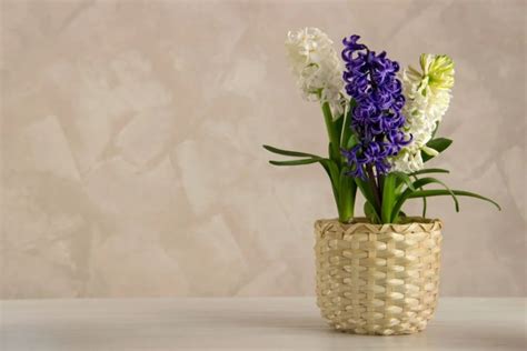 How to Grow Hyacinth | Different Types of Hyacinths - The Gardening Dad