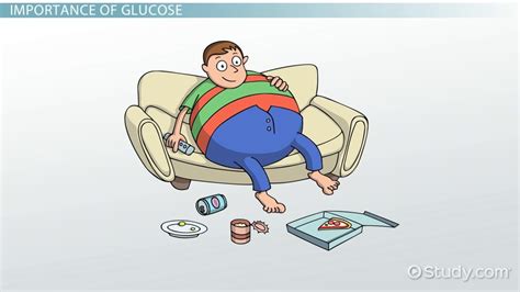 Glucose in Cellular Respiration | Overview & Purpose - Video & Lesson ...