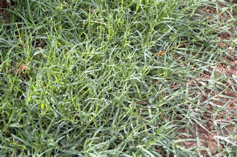 What Is Turf Grass?: 5 Common Types - HubPages