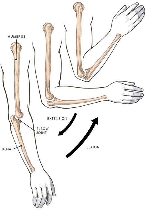 Lateral view of upper and lower right arm (radius bone of lower arm not ...