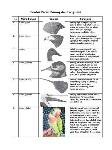 36+ Bentuk Kaki Burung Dan Fungsinya