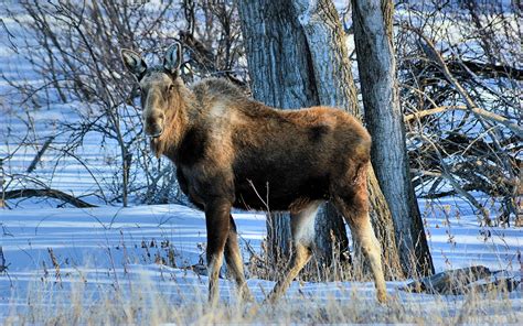 Winter, moose, trees, snow wallpaper | animals | Wallpaper Better