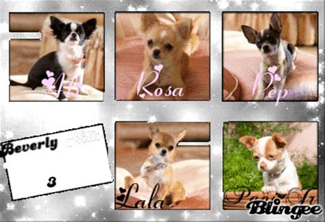 Ali,Rosa,Pep,Lala & Papi Jr~Beverly Hills Chihuahua 3 Picture ...