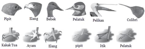 Tujuan Adaptasi Hewan dan Tumbuhan | Mikirbae