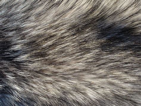 Wolf Fur | Fur texture, Fur, Fur textures