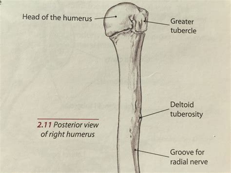 Greater Tubercle Of Humerus Muscles That Attach